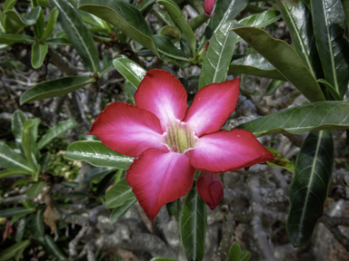 APII jpeg image of Adenium obesum  © contact APII