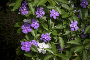 APII jpeg image of Brunfelsia australis  © contact APII