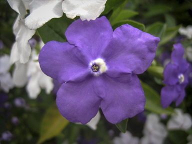 APII jpeg image of Brunfelsia australis  © contact APII