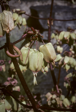 APII jpeg image of Bryophyllum proliferum  © contact APII