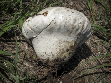 APII jpeg image of Calvatia gigantea  © contact APII