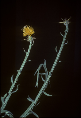 APII jpeg image of Centaurea solstitialis  © contact APII