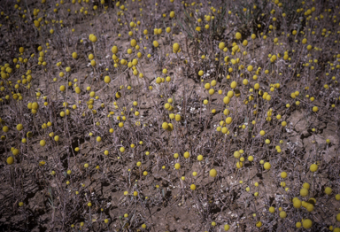 APII jpeg image of Pycnosorus chrysanthus  © contact APII