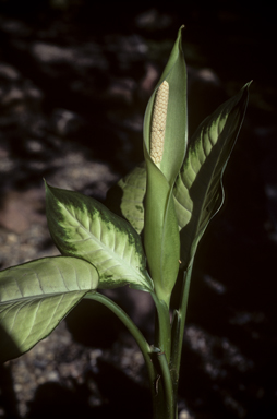 APII jpeg image of Dieffenbachia seguine  © contact APII