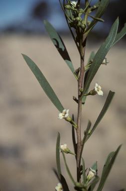 APII jpeg image of Eremophila deserti  © contact APII