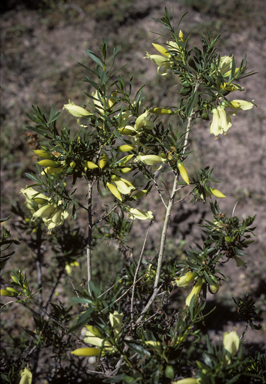 APII jpeg image of Eremophila maculata  © contact APII