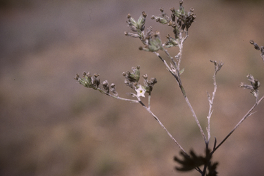 APII jpeg image of Euploca paniculata  © contact APII