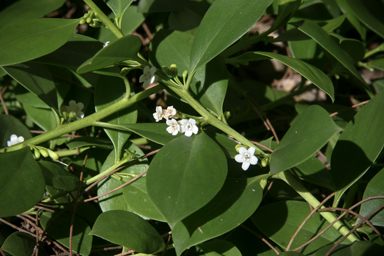 APII jpeg image of Myoporum boninense subsp. australe  © contact APII