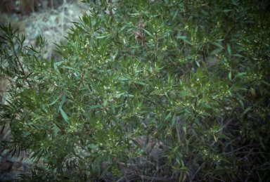 APII jpeg image of Myoporum montanum  © contact APII