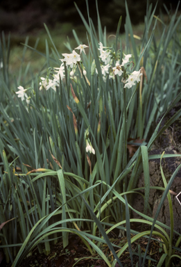 APII jpeg image of Narcissus papyraceus  © contact APII