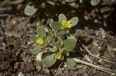 APII jpeg image of Portulaca oleracea  © contact APII