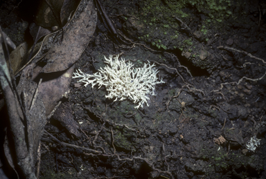 APII jpeg image of Ramaria  © contact APII