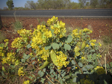 APII jpeg image of Senna artemisioides subsp. oligophylla  © contact APII