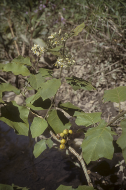 APII jpeg image of Solanum torvum  © contact APII