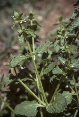 APII jpeg image of Stachys arvensis  © contact APII