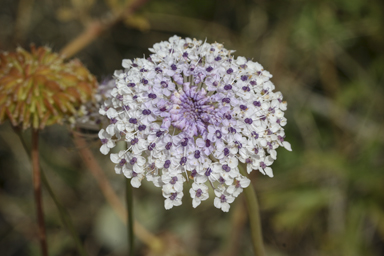 APII jpeg image of Trachymene glaucifolia  © contact APII