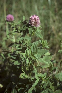 APII jpeg image of Trifolium pratense  © contact APII