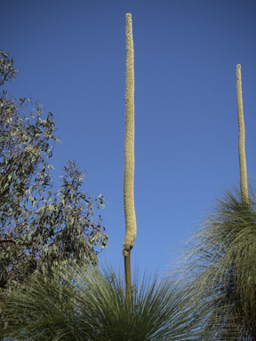 APII jpeg image of Xanthorrhoea australis  © contact APII