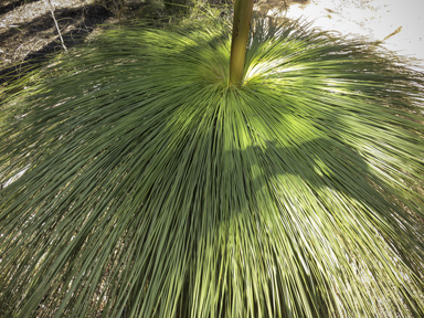 APII jpeg image of Xanthorrhoea glauca subsp. angustifolia  © contact APII