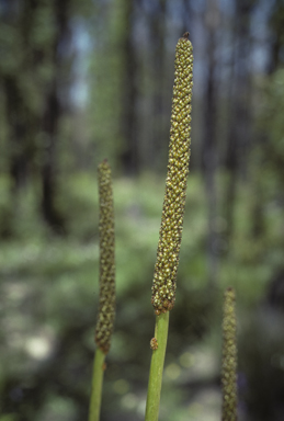 APII jpeg image of Xanthorrhoea minor subsp. lutea  © contact APII