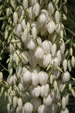 APII jpeg image of Yucca aloifolia  © contact APII