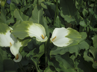 APII jpeg image of Zantedeschia aethiopica  © contact APII