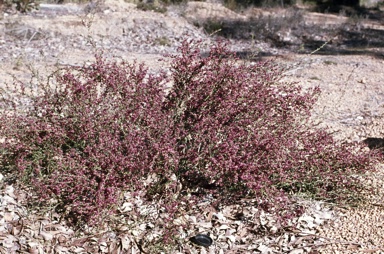 APII jpeg image of Daviesia incrassata subsp. incrassata  © contact APII