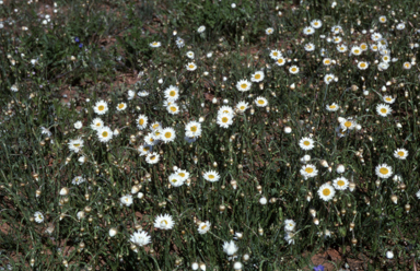 APII jpeg image of Rhodanthe anthemoides  © contact APII