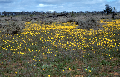 APII jpeg image of Rhodanthe polygalifolia  © contact APII