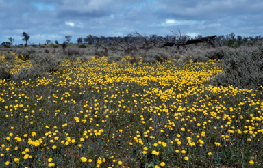 APII jpeg image of Rhodanthe polygalifolia  © contact APII