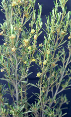 APII jpeg image of Beyeria opaca  © contact APII