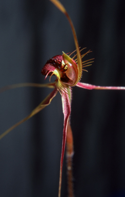APII jpeg image of Caladenia radiata  © contact APII