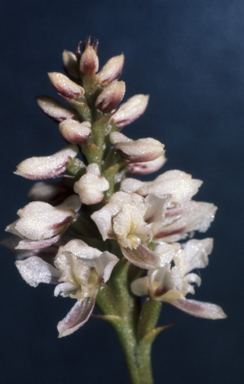 APII jpeg image of Prasophyllum gibbosum  © contact APII