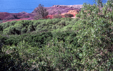 APII jpeg image of Hibiscus insularis  © contact APII