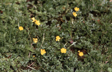 APII jpeg image of Ranunculus sp.  © contact APII