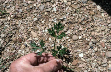 APII jpeg image of Ranunculus sp.  © contact APII