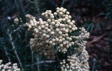 APII jpeg image of Ozothamnus reticulatus  © contact APII