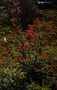 APII jpeg image of Nothofagus cunninghamii  © contact APII