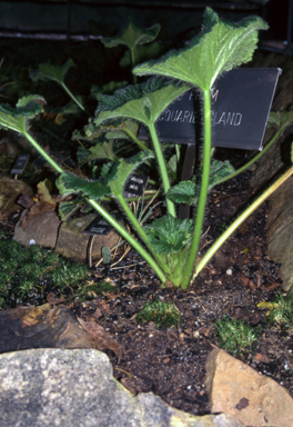 APII jpeg image of Stilbocarpa polaris  © contact APII