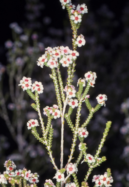 APII jpeg image of Aluta maisonneuvei  © contact APII