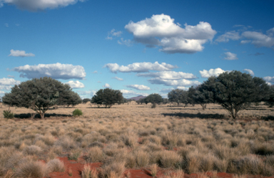 APII jpeg image of Acacia aneura,<br/>Aristida  © contact APII