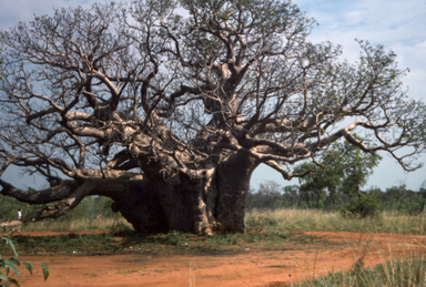APII jpeg image of Adansonia gregorii  © contact APII