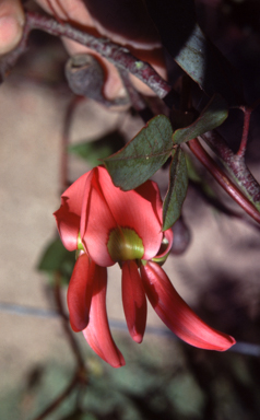 APII jpeg image of Grevillea wickhamii  © contact APII