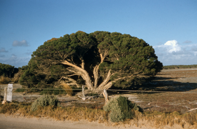 APII jpeg image of Melaleuca halmaturorum  © contact APII