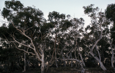 APII jpeg image of Eucalyptus mannifera  © contact APII