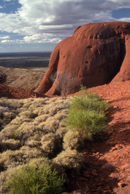 APII jpeg image of Eriachne scleranthoides  © contact APII