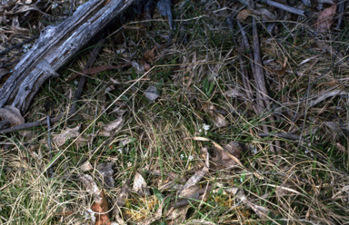 APII jpeg image of Leucopogon fraseri  © contact APII