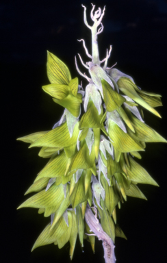 APII jpeg image of Crotalaria cunninghamii  © contact APII