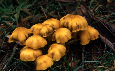 APII jpeg image of Armillaria  © contact APII