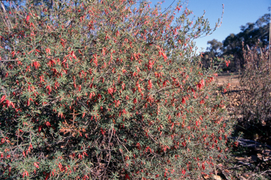 APII jpeg image of Astroloma conostephioides  © contact APII